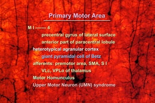 M I ------- 4
precentral gyrus of lateral surface
anterior part of paracentral lobule
heterotypical agranular cortex
giant pyramidal cell of Betz
afferents: premotor area, SMA, S I
VLc, VPLo of thalamus
Motor Homunculus
Upper Motor Neuron (UMN) syndrome
Primary Motor Area
 