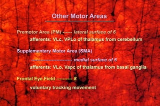 Premotor Area (PM) ------ lateral surface of 6
afferents: VLc, VPLo of thalamus from cerebellum
Supplementary Motor Area (SMA)
-------------------------- medial surface of 6
afferents: VLo, Vapc of thalamus from basal ganglia
Frontal Eye Field ---------- 8
voluntary tracking movement
Other Motor Areas
 