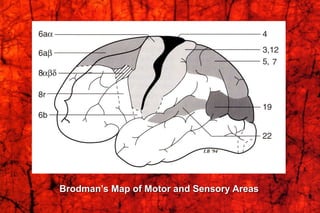 Brodman’s Map of Motor and Sensory Areas
 