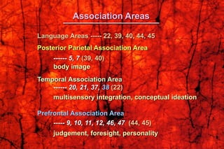 Language Areas ----- 22, 39, 40, 44, 45
Posterior Parietal Association Area
------ 5, 7 (39, 40)
body image
Temporal Association Area
------ 20, 21, 37, 38 (22)
multisensory integration, conceptual ideation
Prefrontal Association Area
----- 9, 10, 11, 12, 46, 47 (44, 45)
judgement, foresight, personality
Association Areas
 