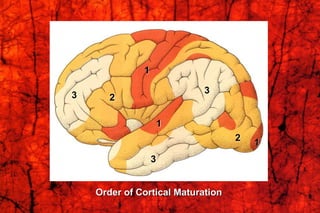 Order of Cortical Maturation
1
2
3
3
3
2
1
1
 