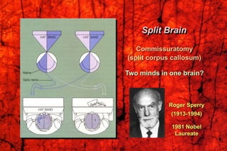 Roger Sperry
(1913-1994)
1981 Nobel
Laureate
Split Brain
Commissuratomy
(split corpus callosum)
Two minds in one brain?
 