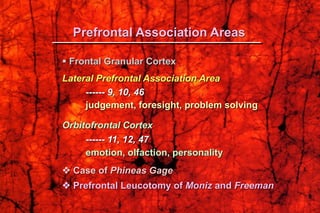  Frontal Granular Cortex
Lateral Prefrontal Association Area
------ 9, 10, 46
judgement, foresight, problem solving
Orbitofrontal Cortex
------ 11, 12, 47
emotion, olfaction, personality
 Case of Phineas Gage
 Prefrontal Leucotomy of Moniz and Freeman
Prefrontal Association Areas
 