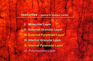 Isocortex – typical 6 layered cortex
I. Molecular Layer
II. External Granular Layer
III. External Pyramidal Layer
IV. Internal Granular Layer
V. Internal Pyramidal Layer
VI. Polymorphic Layer
 