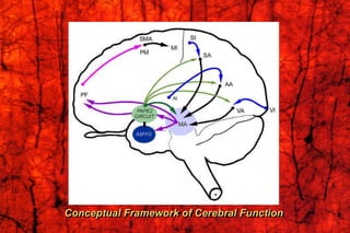 Conceptual Framework of Cerebral Function
 
