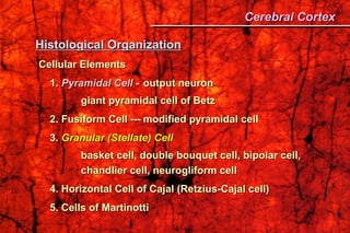 Histological Organization
Cellular Elements
1. Pyramidal Cell - output neuron
giant pyramidal cell of Betz
2. Fusiform Cell --- modified pyramidal cell
3. Granular (Stellate) Cell
basket cell, double bouquet cell, bipolar cell,
chandlier cell, neurogliform cell
4. Horizontal Cell of Cajal (Retzius-Cajal cell)
5. Cells of Martinotti
Cerebral Cortex
 