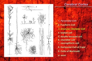1. Pyramidal Cell
2. Fusiform Cell
3. Granular (Stellate) Cell
4. basket cell
5. double bouquet cell
6. chandlier cell
7. neurogliform cell
8. Horizontal Cell of Cajal
9. Cells of Martinotti
a: axon
Cerebral Cortex
 