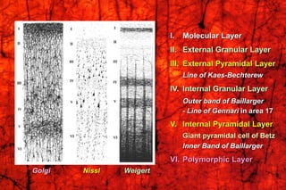 I. Molecular Layer
II. External Granular Layer
III. External Pyramidal Layer
Line of Kaes-Bechterew
IV. Internal Granular Layer
Outer band of Baillarger
- Line of Gennari in area 17
V. Internal Pyramidal Layer
Giant pyramidal cell of Betz
Inner Band of Baillarger
VI. Polymorphic Layer
Golgi Nissl Weigert
 
