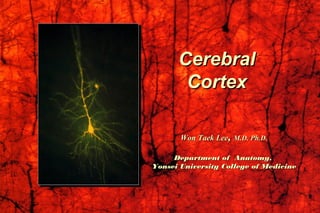 CerebralCerebral
CortexCortex
Won Taek LeeWon Taek Lee,, M.D. Ph.DM.D. Ph.D..
Department of Anatomy,Department of Anatomy,
Yonsei University College of MedicineYonsei University College of Medicine
 