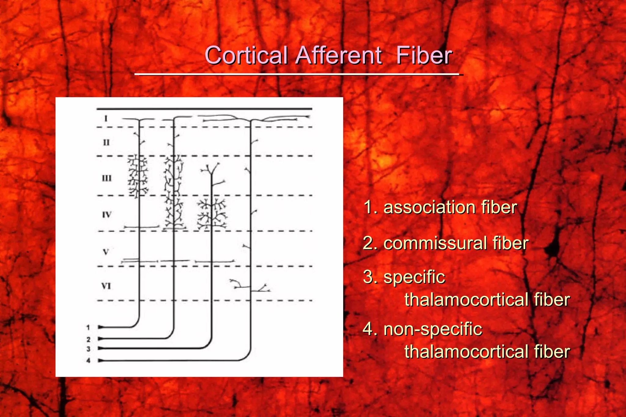 Cortical Afferent  Fiber 1. association fiber  2. commissural fiber 3. specific thalamocortical fiber 4. non-specific thalamocortical fiber 