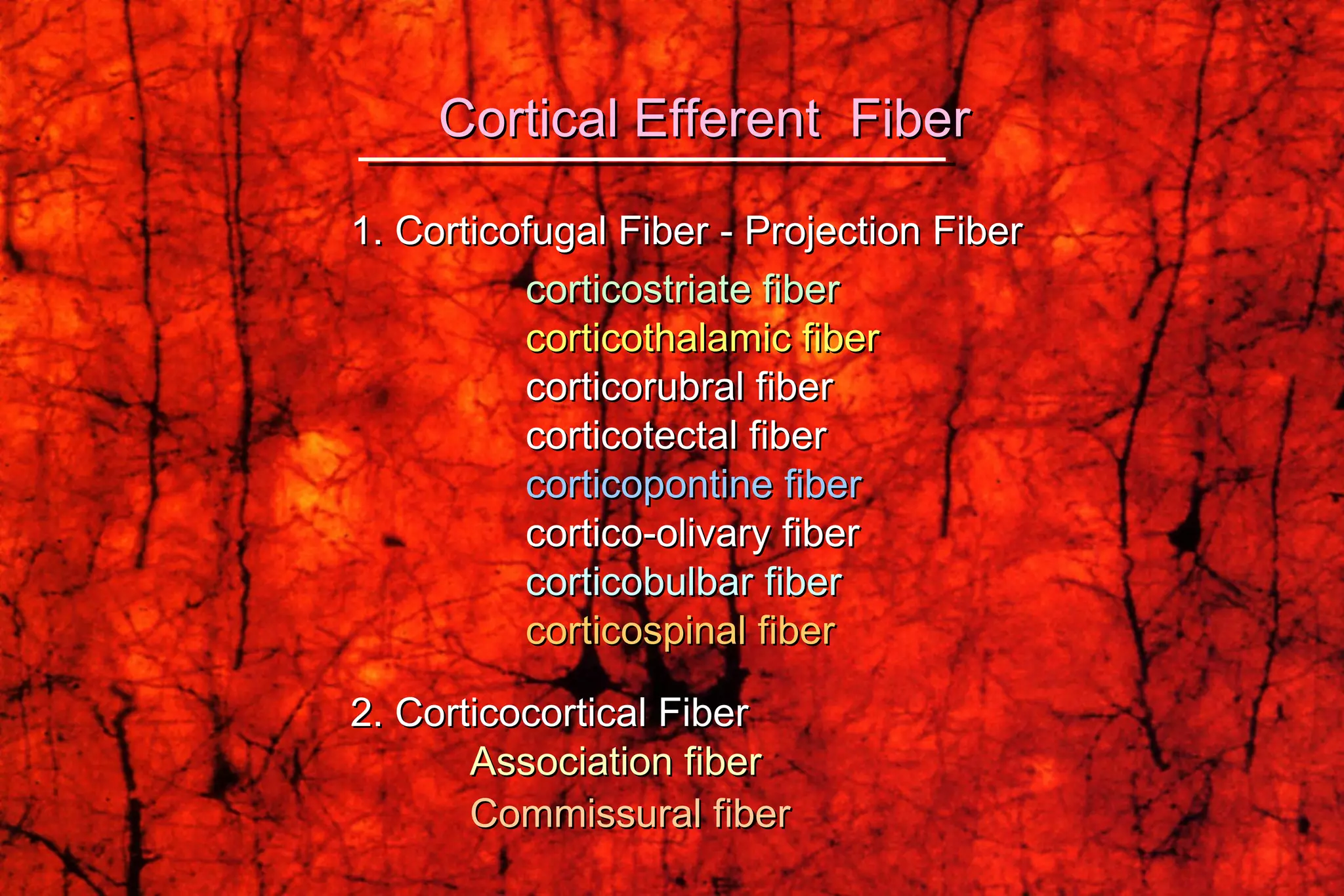1. Corticofugal Fiber - Projection Fiber   corticostriate fiber     corticothalamic fiber     corticorubral fiber    corticotectal fiber    corticopontine fiber    cortico-olivary fiber    corticobulbar fiber     corticospinal fiber   2. Corticocortical Fiber  Association fiber Commissural fiber   Cortical Efferent  Fiber 
