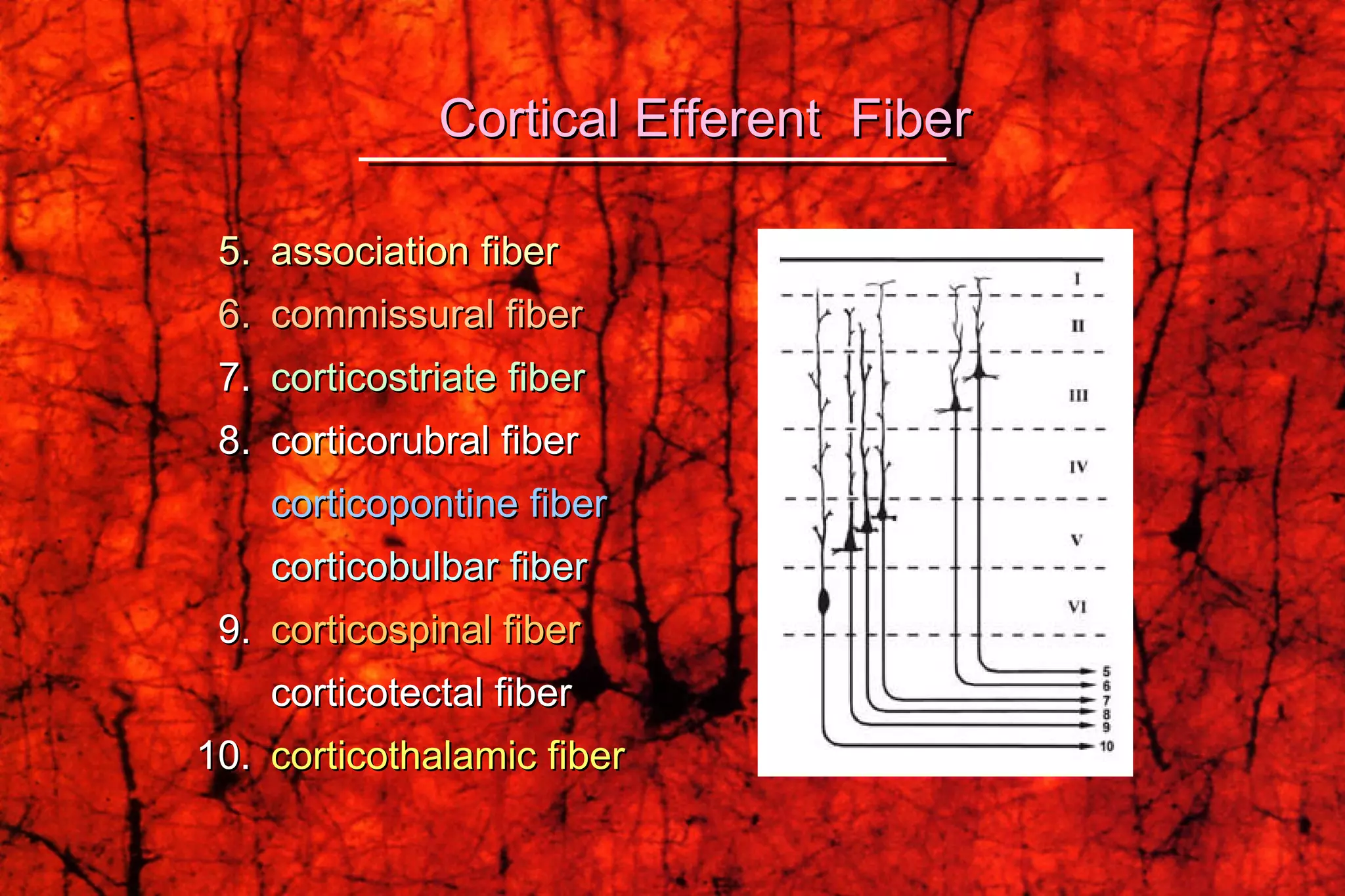 5.  association fiber 6.  commissural fiber 7.  corticostriate fiber 8.  corticorubral fiber  corticopontine fiber  corticobulbar fiber   9.  corticospinal fiber corticotectal fiber 10.  corticothalamic fiber  Cortical Efferent  Fiber 