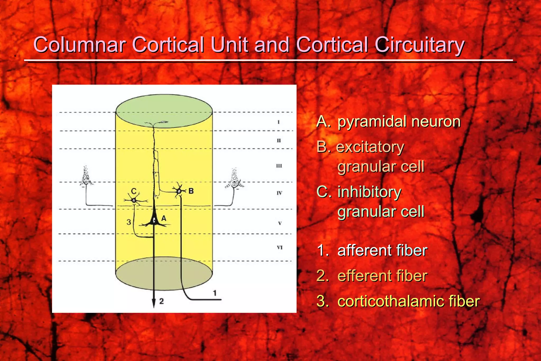 A.  pyramidal neuron B. excitatory granular cell C.   inhibitory granular cell 1.  afferent  fiber   2.   efferent fiber 3. corticothalamic fiber  Columnar Cortical Unit and Cortical Circuitary 