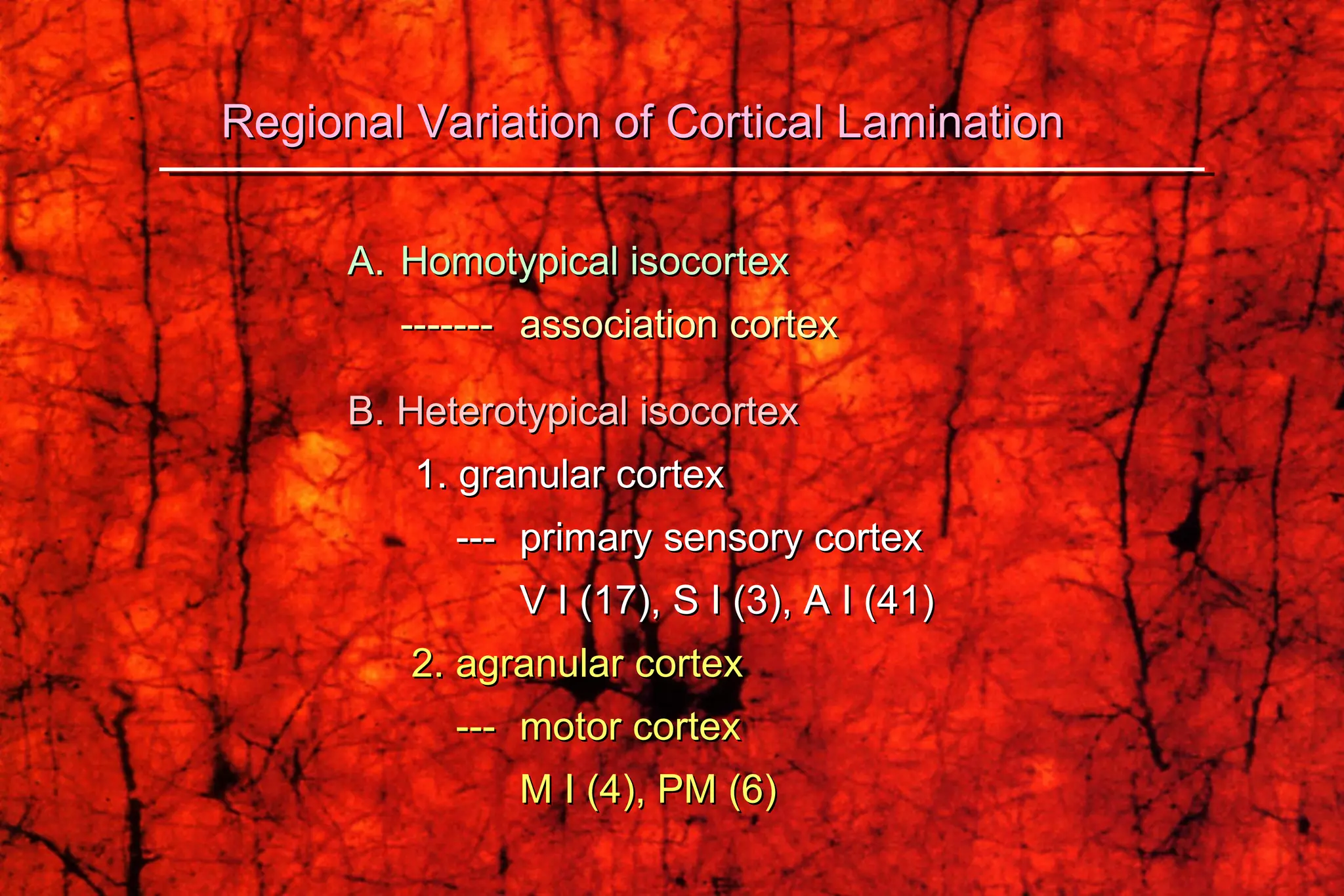 A.  Homotypical isocortex ------- association cortex B. Heterotypical isocortex 1. granular cortex    --- primary sensory cortex V I (17), S I (3), A I (41)    2. agranular cortex    --- motor cortex M I (4), PM (6) Regional Variation of Cortical Lamination 
