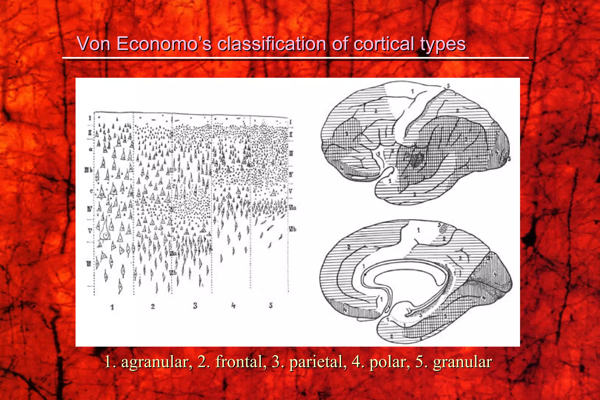 Von Economo’s classification of cortical types 1. agranular, 2. frontal, 3. parietal, 4. polar, 5. granular 