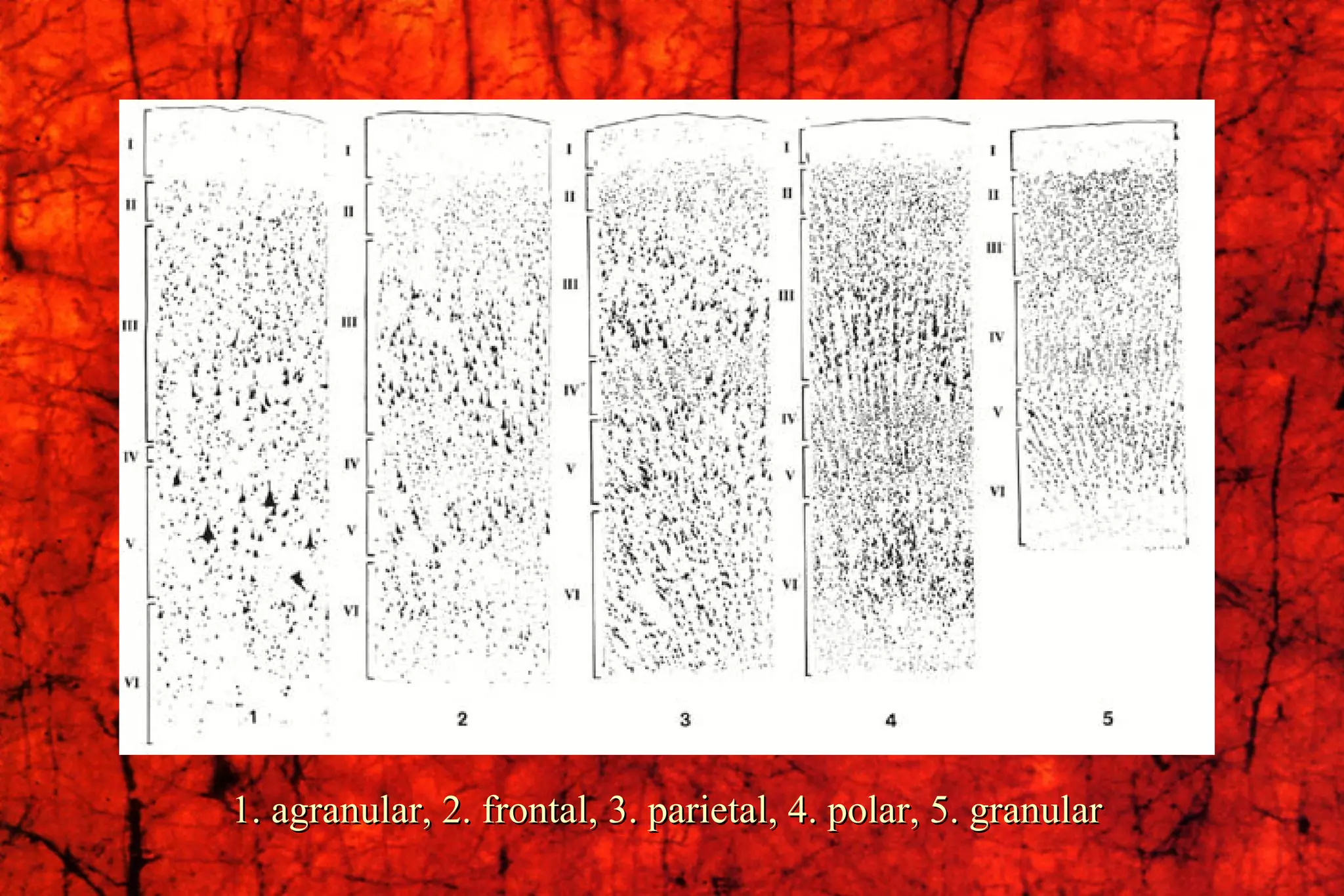 1. agranular, 2. frontal, 3. parietal, 4. polar, 5. granular 