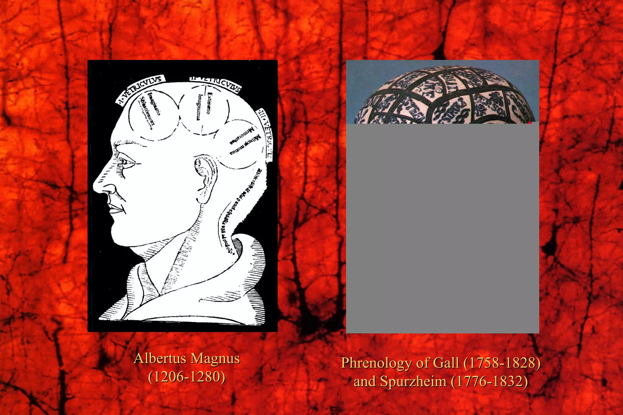Albertus Magnus (1206-1280) Phrenology of Gall (1758-1828) and Spurzheim (1776-1832) 
