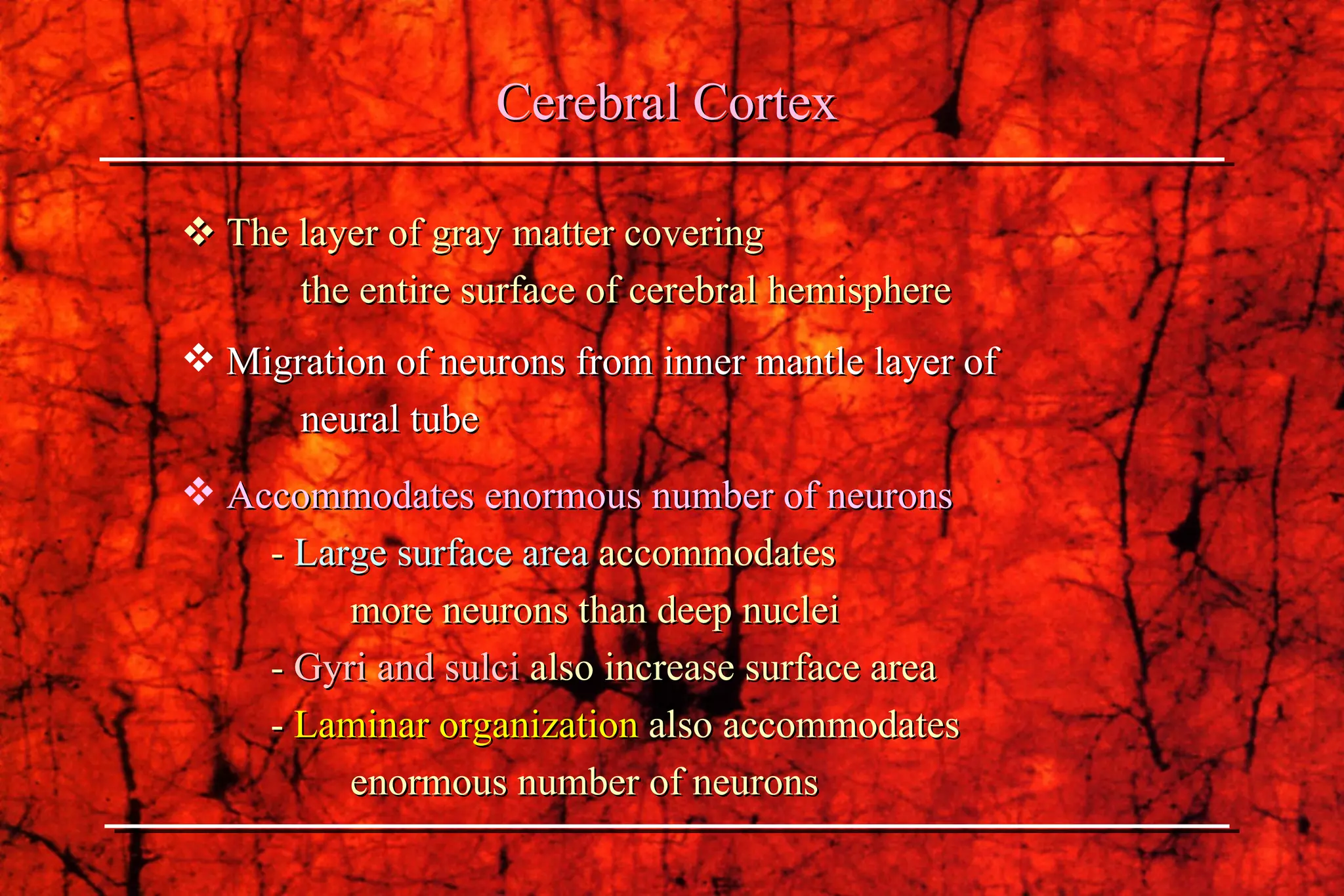    The layer of gray matter covering  the entire surface of cerebral hemisphere Migration of neurons from inner mantle layer of neural tube   Accommodates enormous number of neurons -  Large surface area  accommodates  more neurons than deep nuclei -  Gyri and sulci  also increase surface area -  Laminar organization  also accommodates enormous number of neurons Cerebral Cortex 