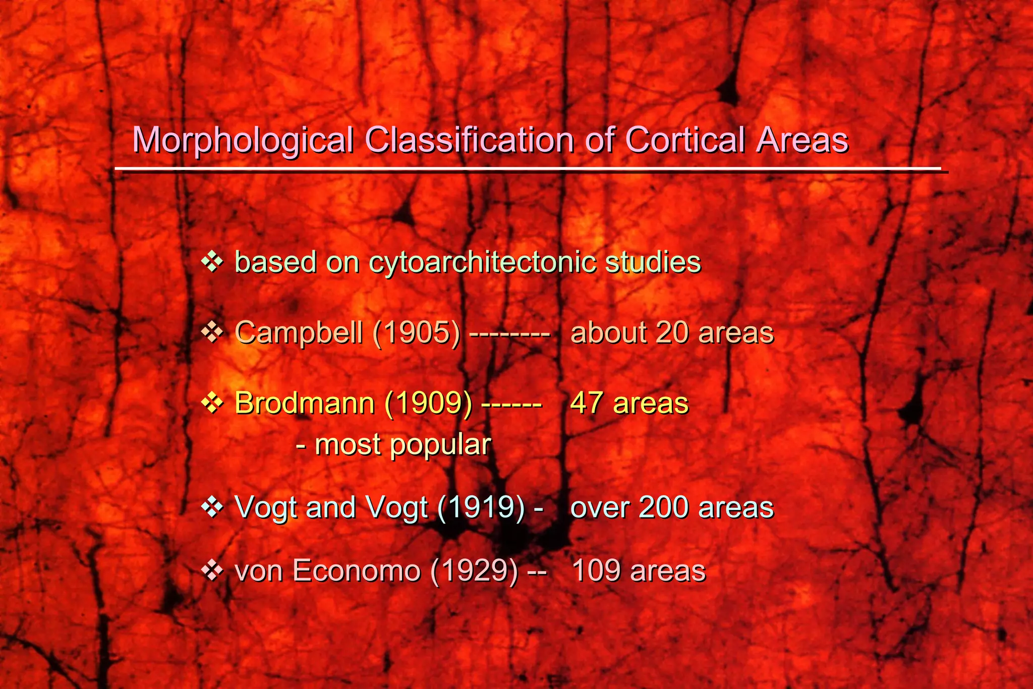    based on cytoarchitectonic studies    Campbell (1905) --------  about 20 areas    Brodmann (1909) ------ 47 areas   - most popular    Vogt and Vogt (1919) - over 200 areas    von Economo (1929) -- 109 areas Morphological Classification of Cortical Areas 