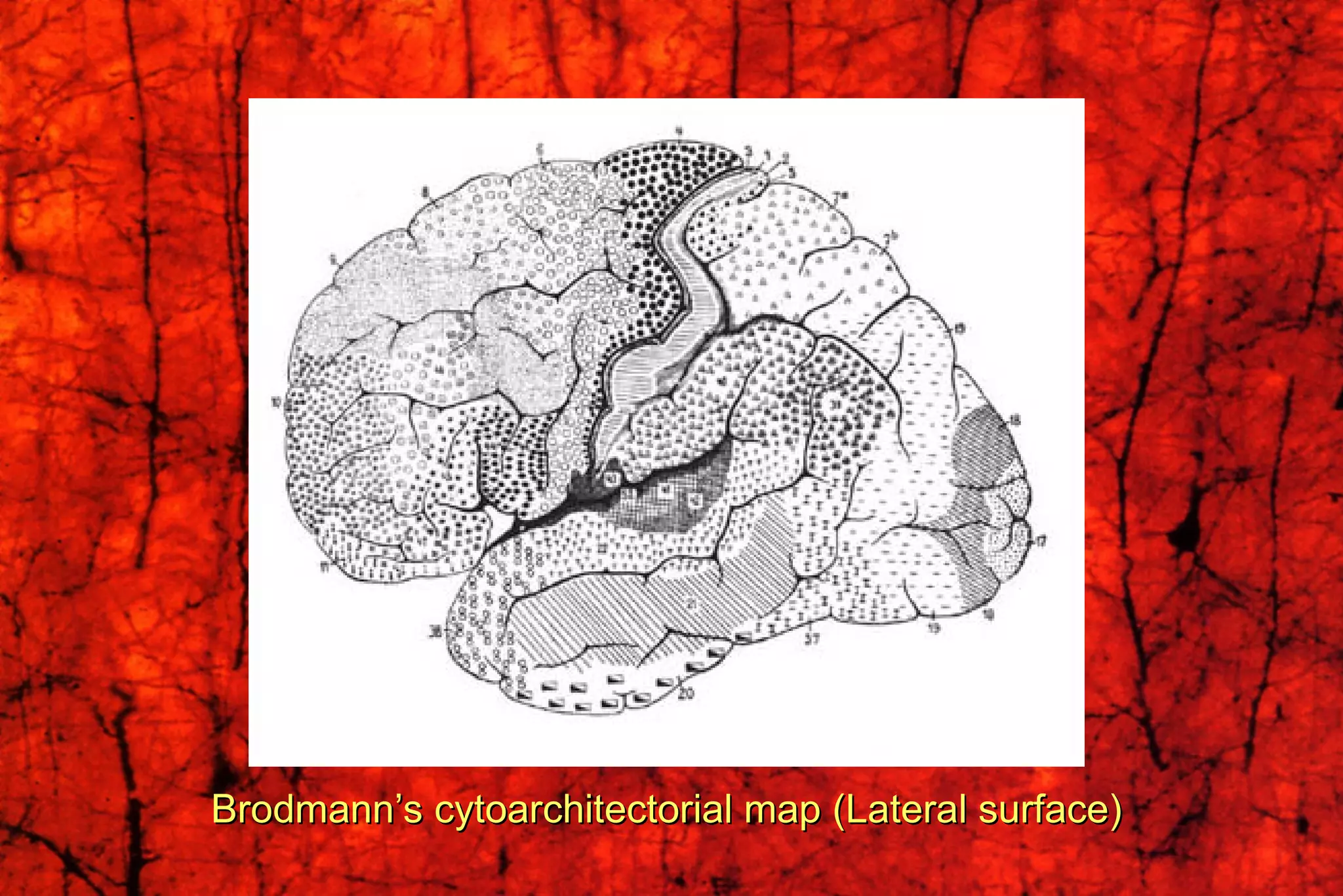 Brodmann’s cytoarchitectorial map (Lateral surface) 