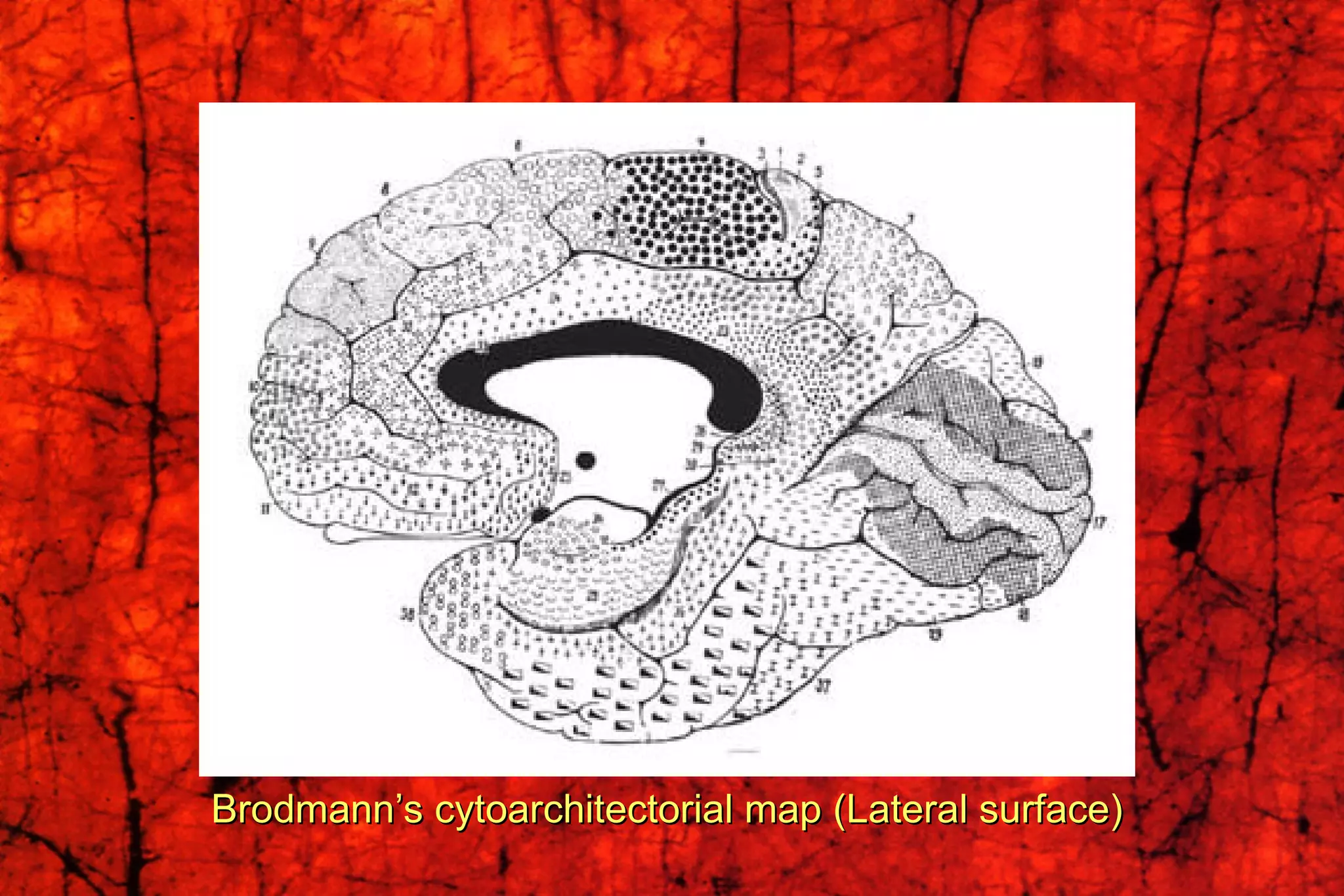 Brodmann’s cytoarchitectorial map (Lateral surface) 