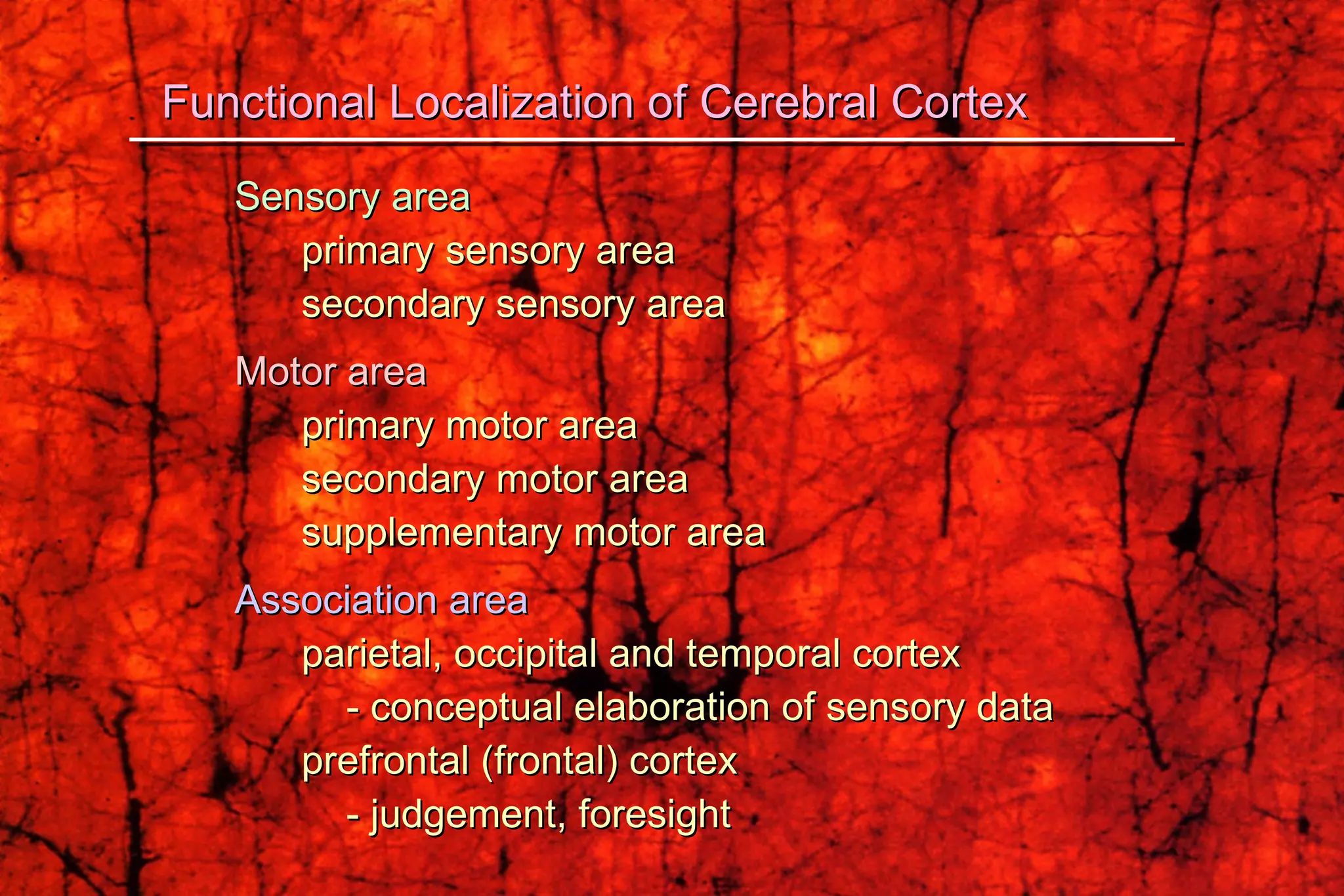 Sensory area primary sensory area secondary sensory area Motor area primary motor area secondary motor area supplementary motor area Association area   parietal, occipital and temporal cortex - conceptual elaboration of sensory data prefrontal (frontal) cortex - judgement, foresight Functional Localization of Cerebral Cortex 