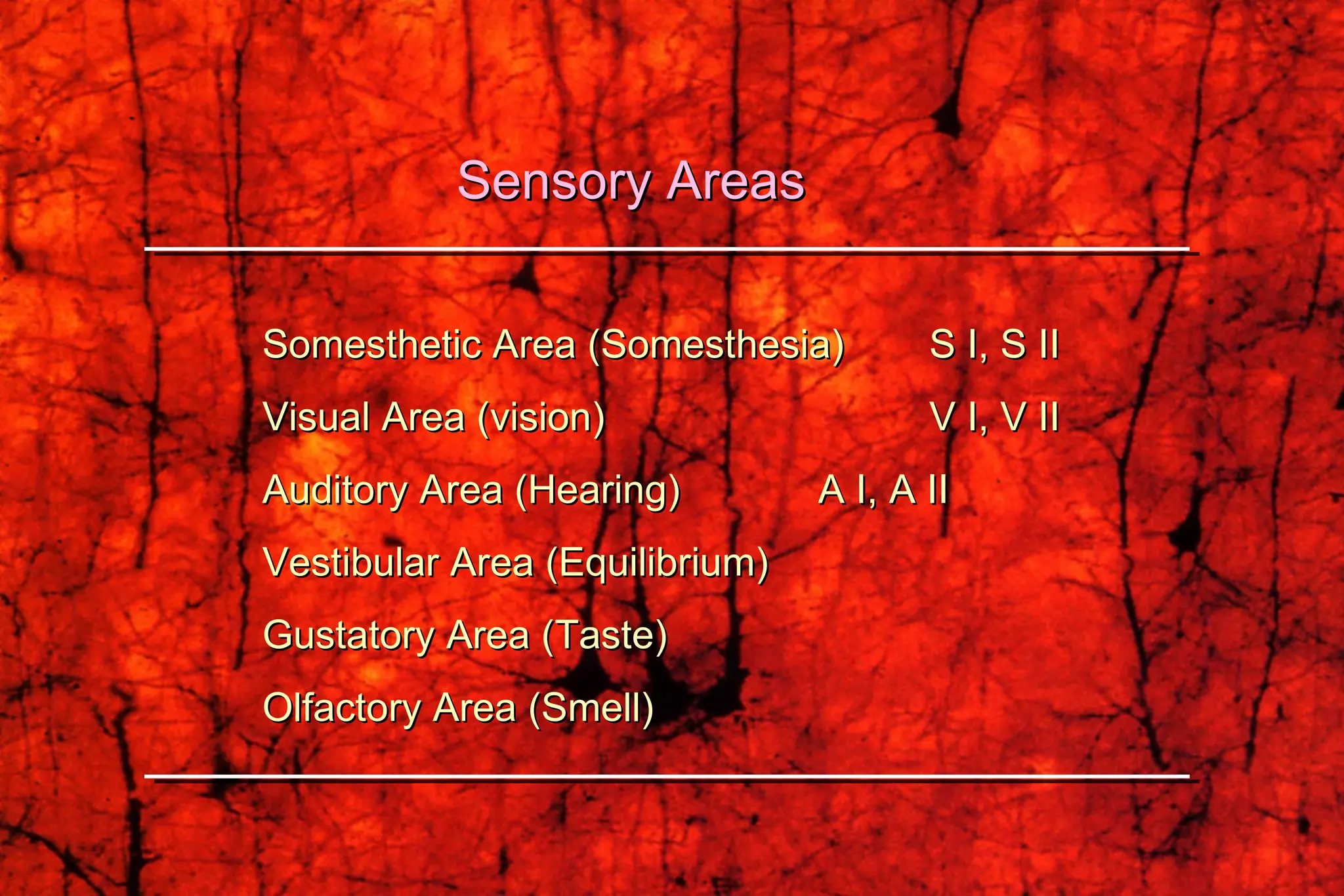 Somesthetic Area (Somesthesia) S I, S II Visual Area (vision) V I, V II Auditory Area (Hearing) A I, A II Vestibular Area (Equilibrium) Gustatory Area (Taste) Olfactory Area (Smell) Sensory Areas 