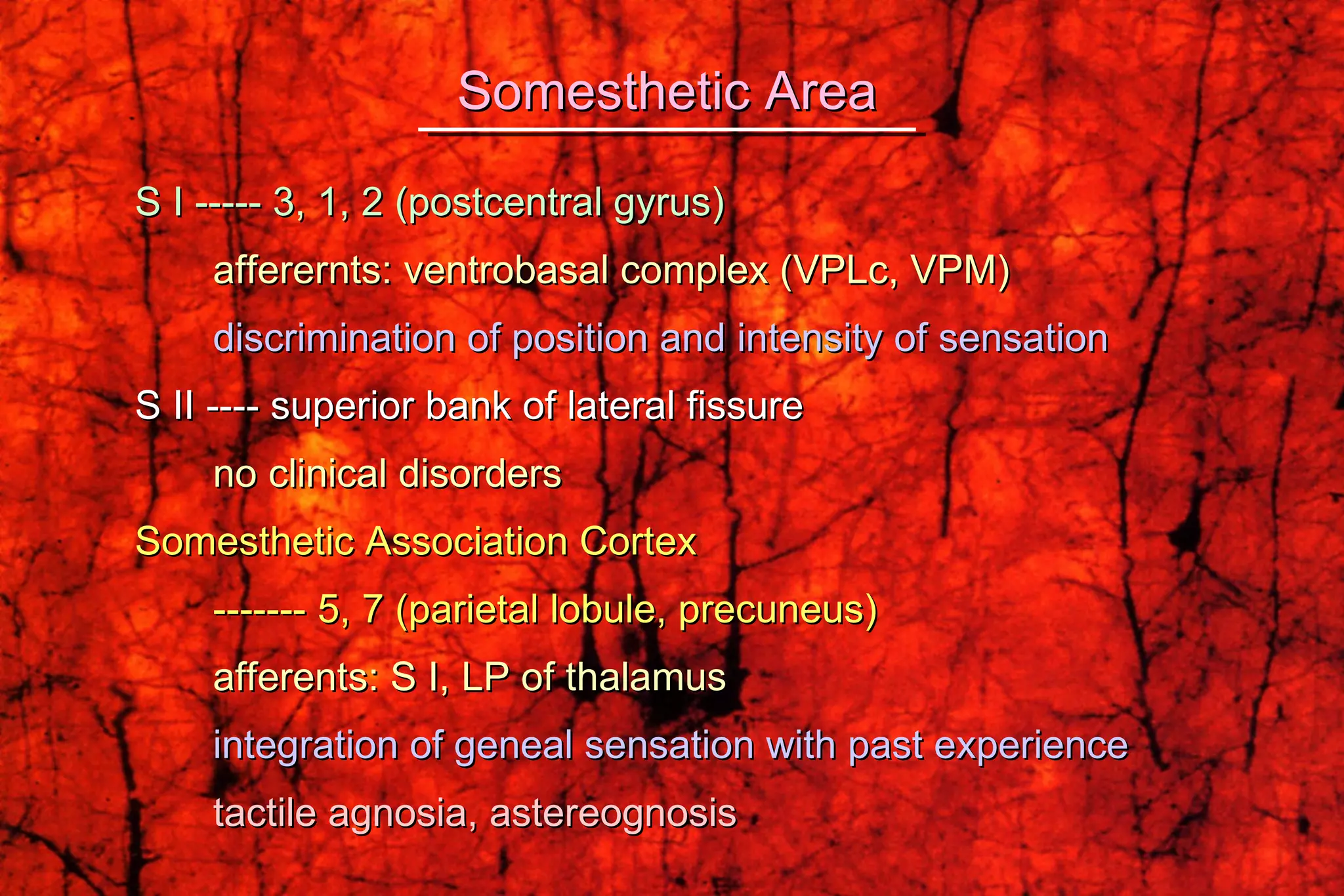 S I ----- 3, 1, 2 (postcentral gyrus) afferernts: ventrobasal complex (VPLc, VPM) discrimination of position and intensity of sensation S II ---- superior bank of lateral fissure no clinical disorders Somesthetic Association Cortex ------- 5, 7 (parietal lobule, precuneus) afferents: S I, LP of thalamus integration of geneal sensation with past experience tactile agnosia, astereognosis Somesthetic Area 