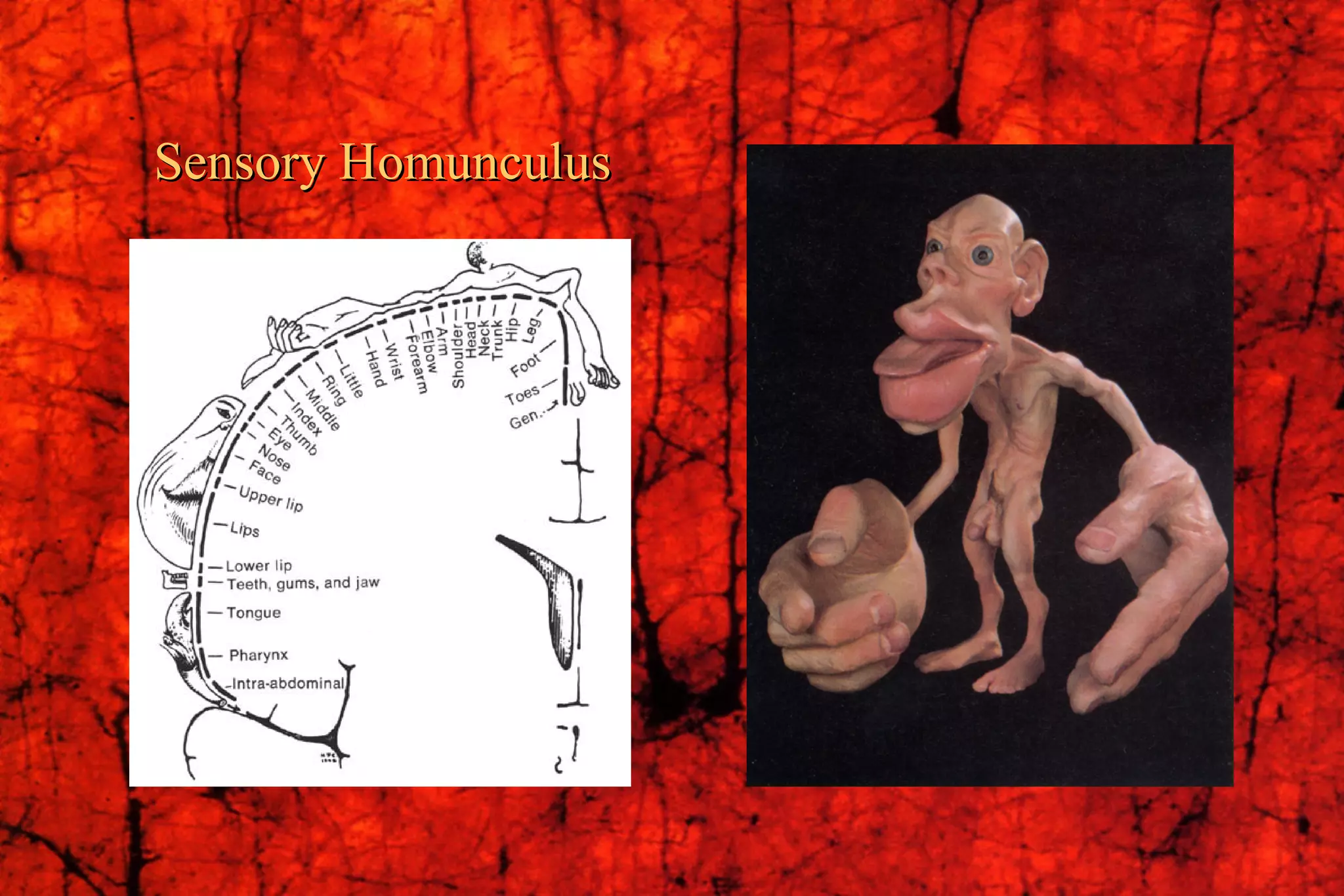 Sensory Homunculus 