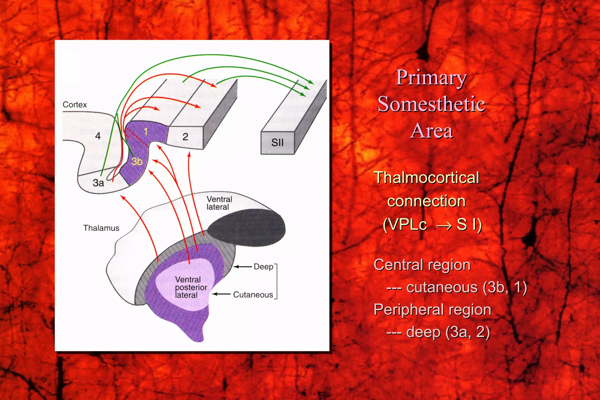 Thalmocortical connection (VPLc    S I) Central region --- cutaneous (3b, 1) Peripheral region --- deep (3a, 2) Primary Somesthetic Area 