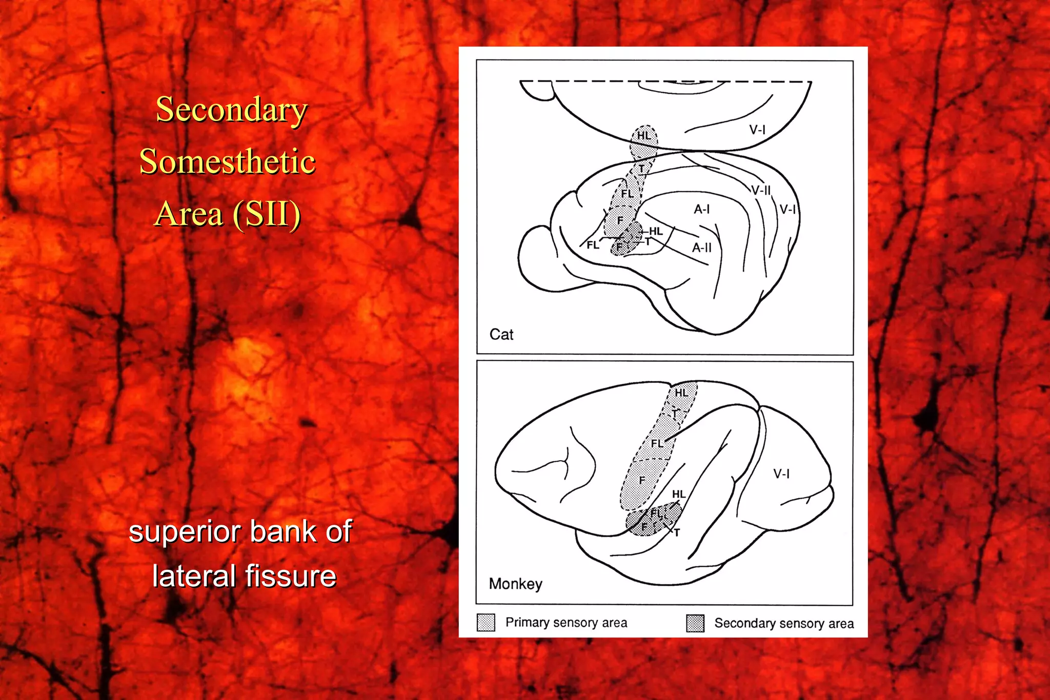 Secondary Somesthetic  Area (SII)   superior bank of  lateral fissure 