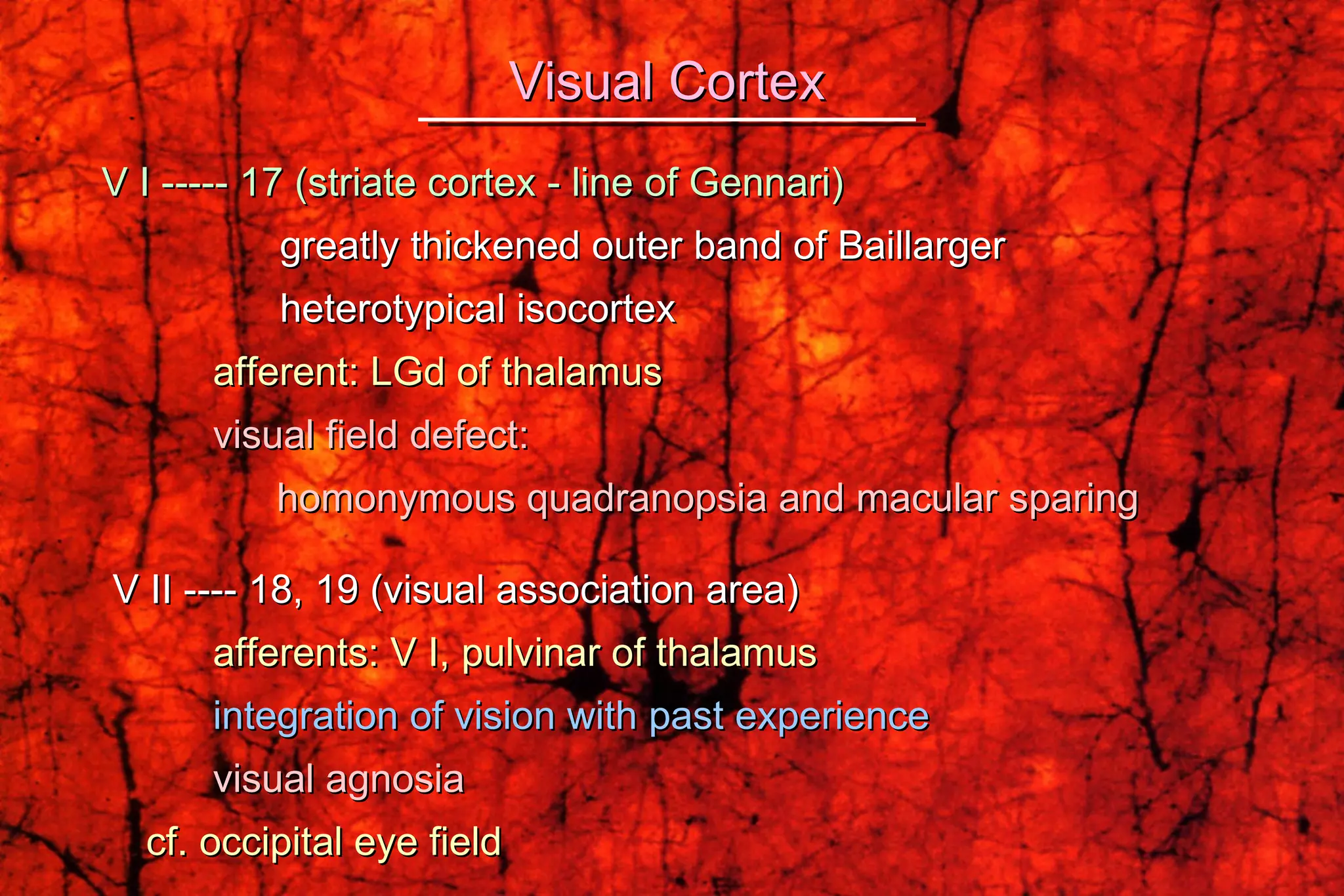 V I ----- 17 (striate cortex - line of Gennari) greatly thickened outer band of Baillarger heterotypical isocortex afferent: LGd of thalamus visual field defect:   homonymous quadranopsia and macular sparing V II ---- 18, 19 (visual association area) afferents: V I, pulvinar of thalamus integration of vision with past experience visual agnosia cf. occipital eye field Visual Cortex 