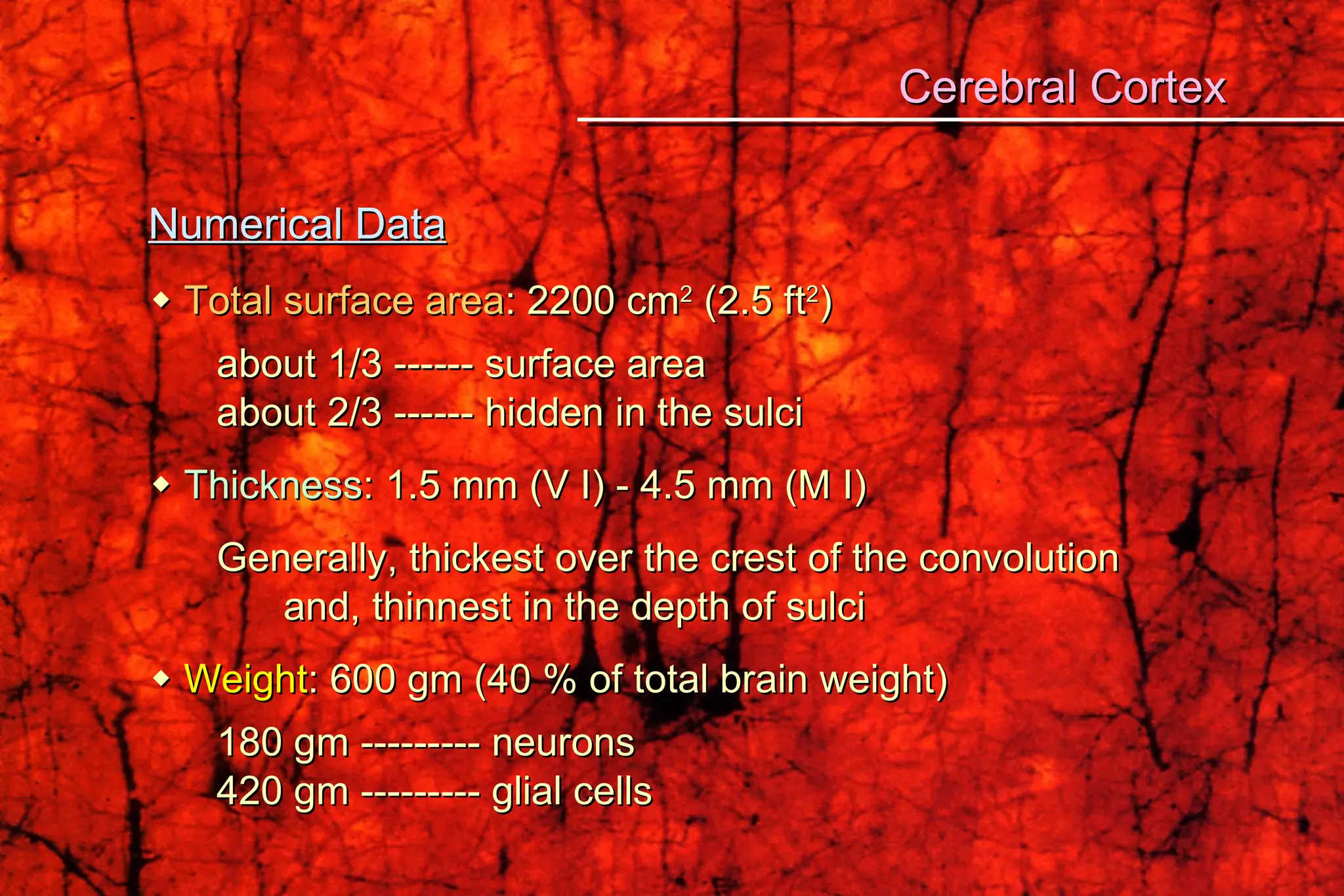 Numerical Data    Total surface area : 2200 cm 2  (2.5 ft 2 ) about 1/3 ------ surface area about 2/3 ------ hidden in the sulci    Thickness : 1.5 mm (V I) - 4.5 mm (M I) Generally, thickest over the crest of the convolution and, thinnest in the depth of sulci    Weight : 600 gm (40 % of total brain weight) 180 gm --------- neurons 420 gm --------- glial cells Cerebral Cortex 
