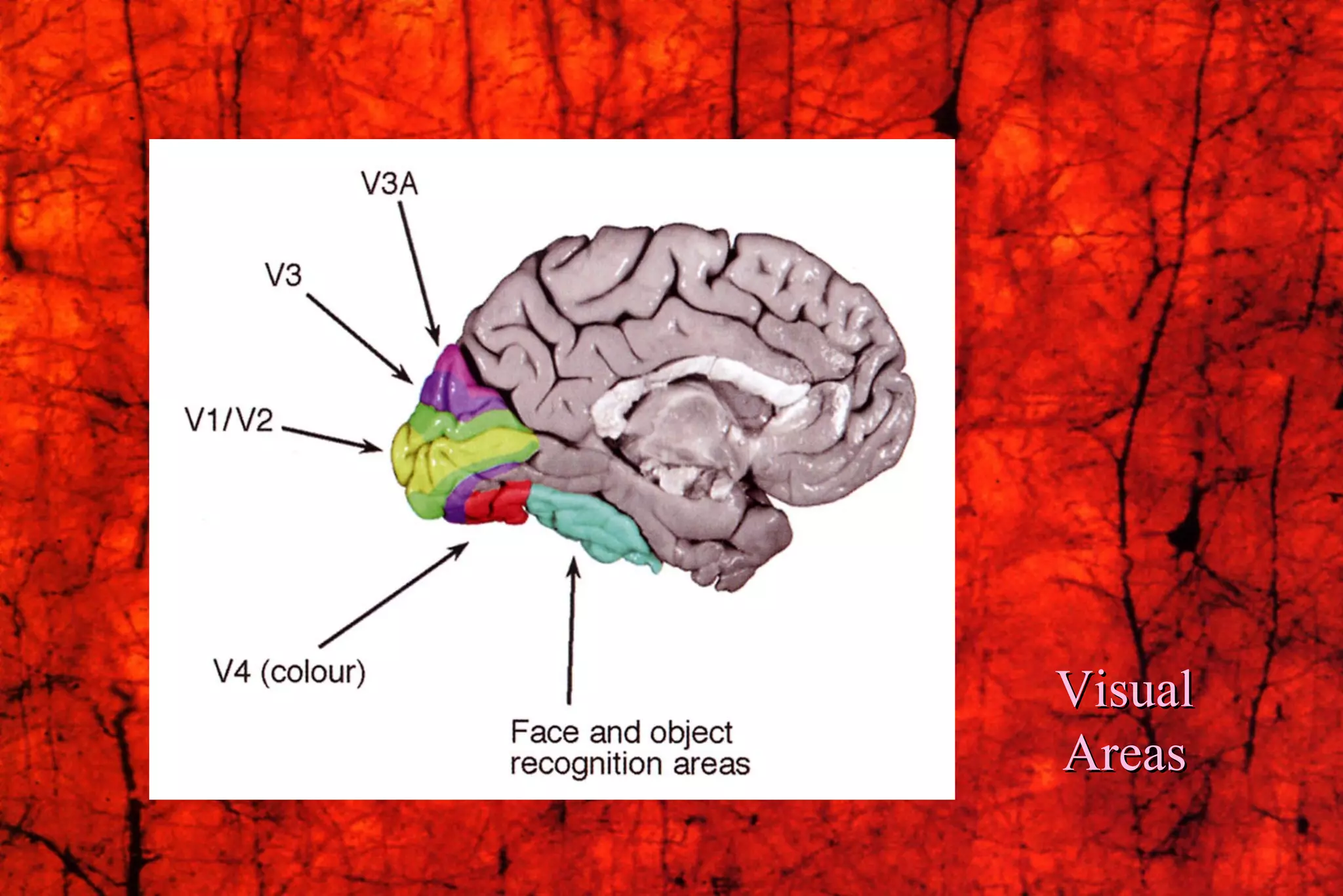 Visual Areas 