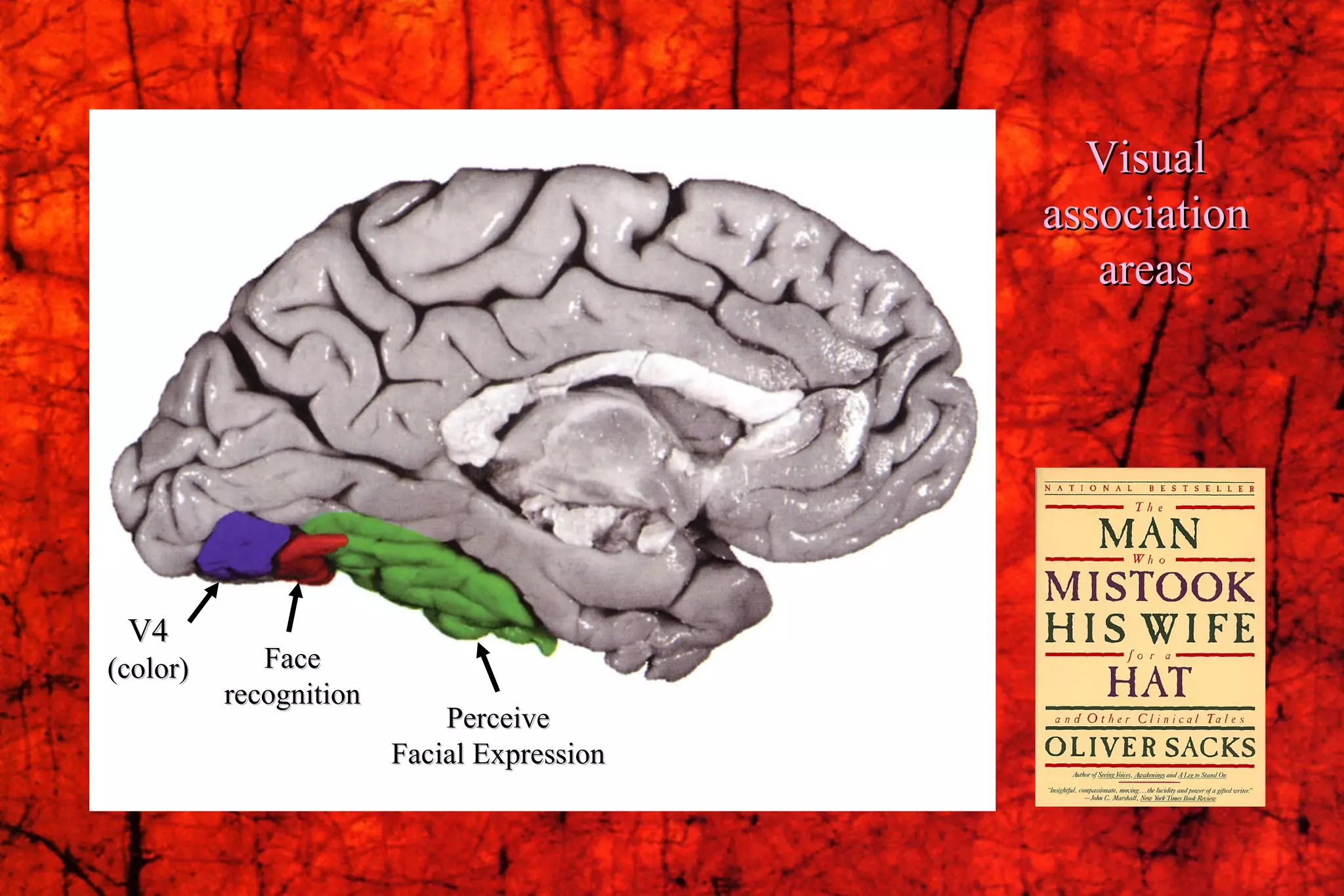 V4 (color) Face recognition Perceive Facial Expression Visual association areas 