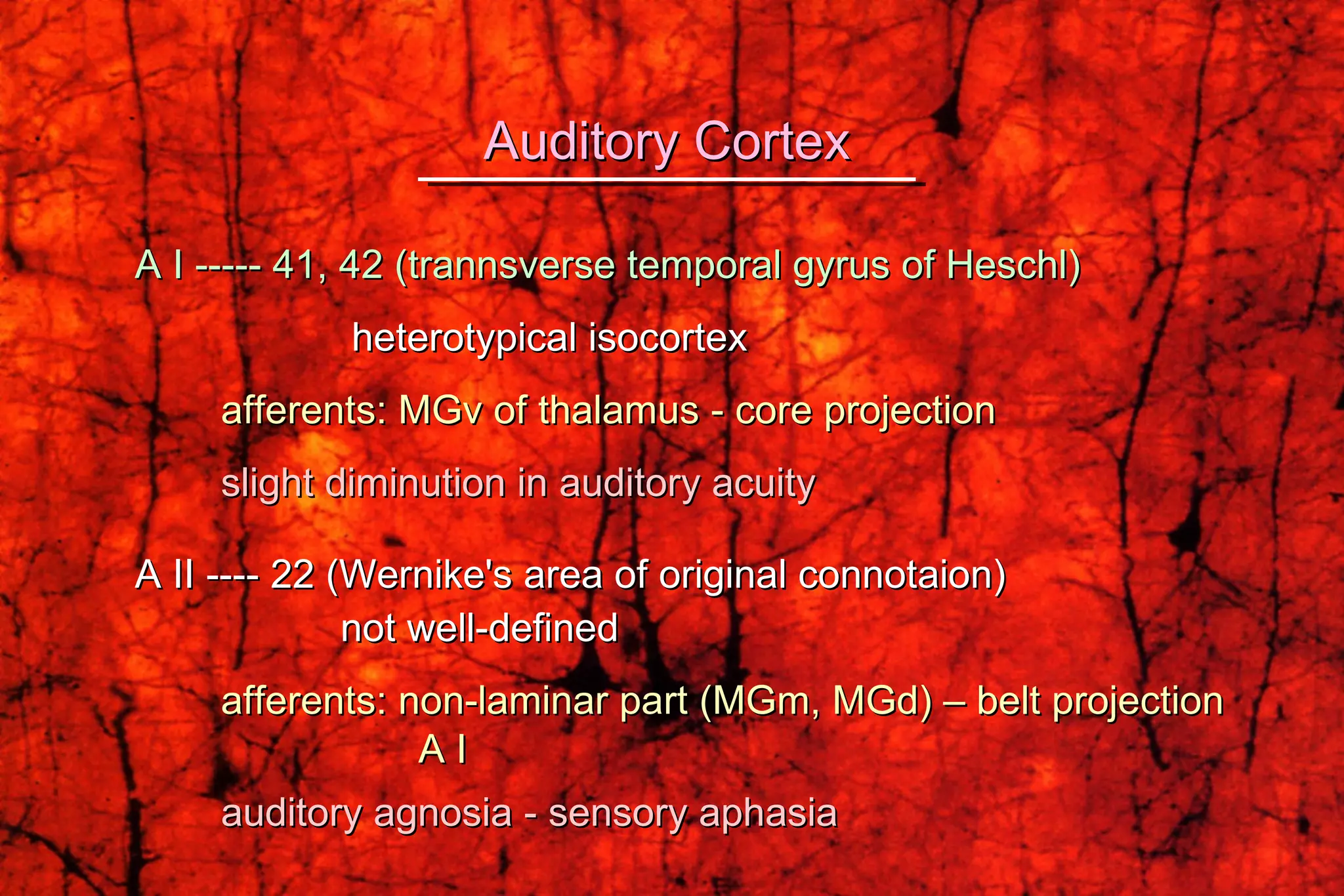 A I ----- 41, 42 (trannsverse temporal gyrus of Heschl)   heterotypical isocortex afferents: MGv of thalamus - core projection slight diminution in auditory acuity A II ---- 22 (Wernike's area of original connotaion) not well-defined afferents: non-laminar part (MGm, MGd) – belt projection   A I auditory agnosia - sensory aphasia Auditory Cortex 