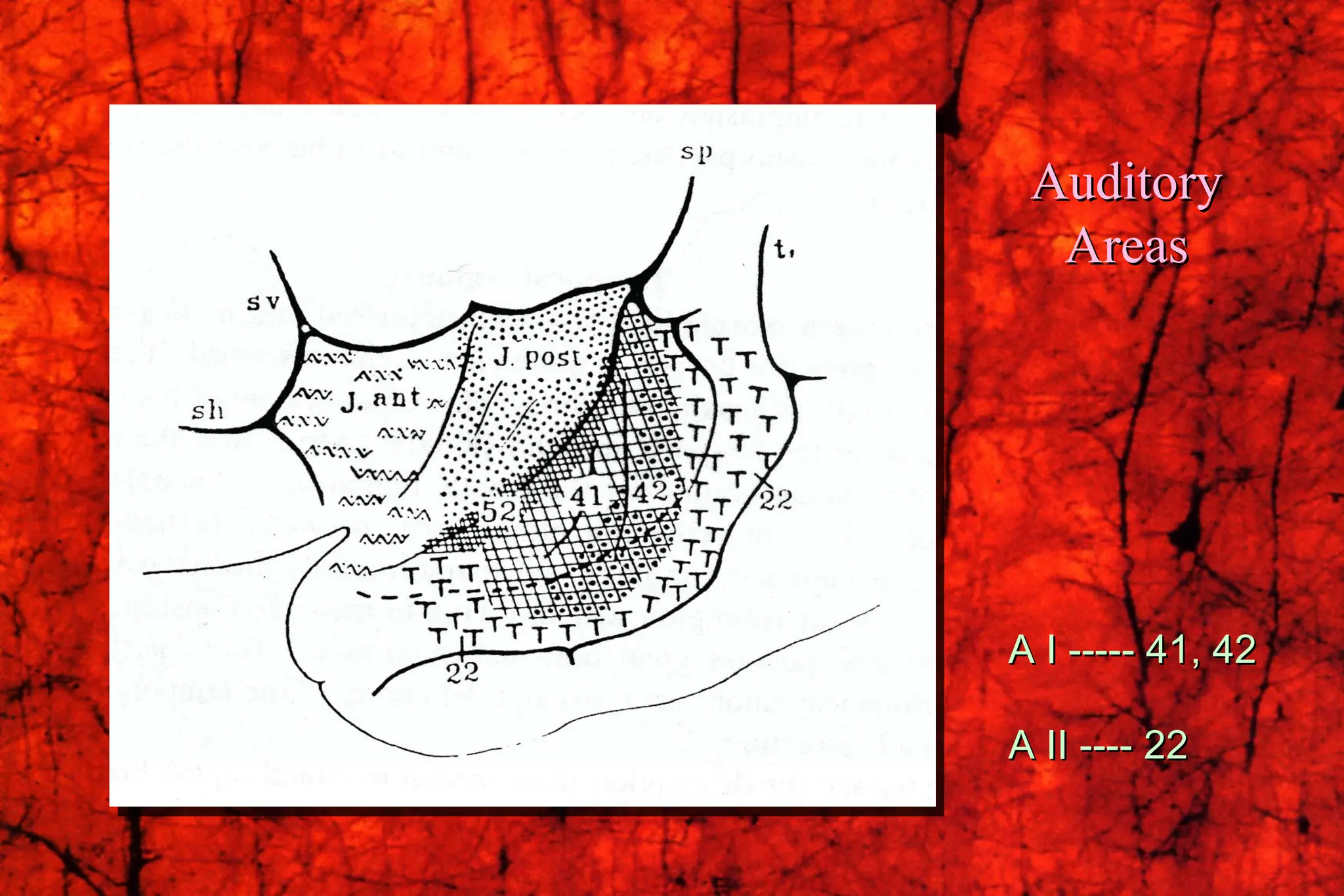 Auditory Areas A I ----- 41, 42 A II ---- 22 