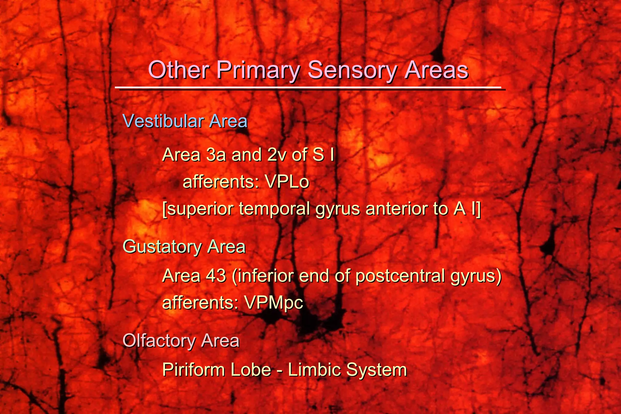 Vestibular Area Area 3a and 2v of S I   afferents: VPLo [superior temporal gyrus anterior to A I] Gustatory Area Area 43 (inferior end of postcentral gyrus) afferents: VPMpc Olfactory Area Piriform Lobe - Limbic System Other Primary Sensory Areas 