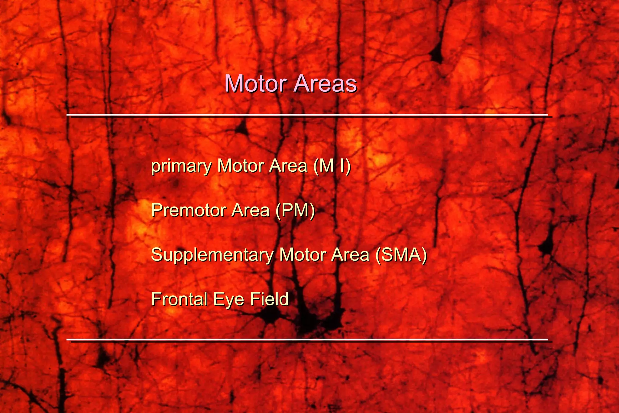 primary Motor Area (M I) Premotor Area (PM)  Supplementary Motor Area (SMA) Frontal Eye Field Motor Areas 