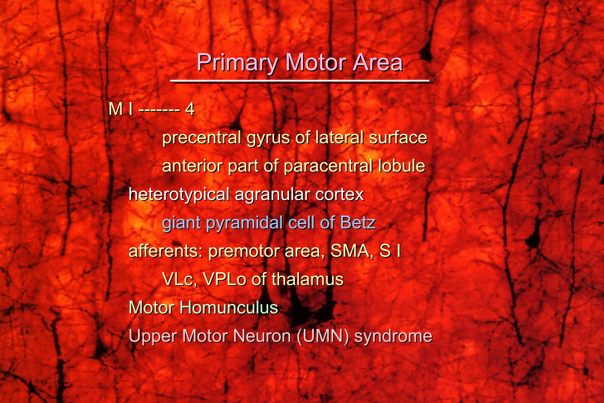 M I ------- 4  precentral gyrus of lateral surface anterior part of paracentral lobule heterotypical agranular cortex giant pyramidal cell of Betz afferents: premotor area, SMA, S I VLc, VPLo of thalamus Motor Homunculus   Upper Motor Neuron (UMN) syndrome Primary Motor Area 