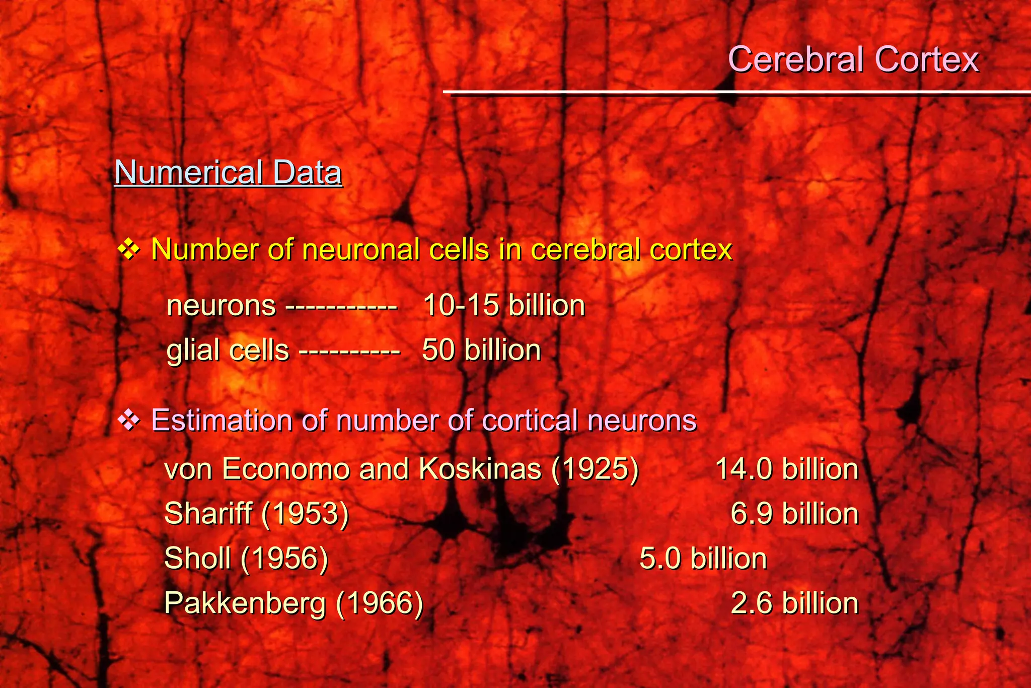 Numerical Data    Number of neuronal cells in cerebral cortex neurons -----------  10-15 billion glial cells ---------- 50 billion    Estimation of number of cortical neurons   von Economo and Koskinas (1925)    14.0 billion   Shariff (1953)   6.9 billion   Sholl (1956)   5.0 billion   Pakkenberg (1966)   2.6 billion Cerebral Cortex 
