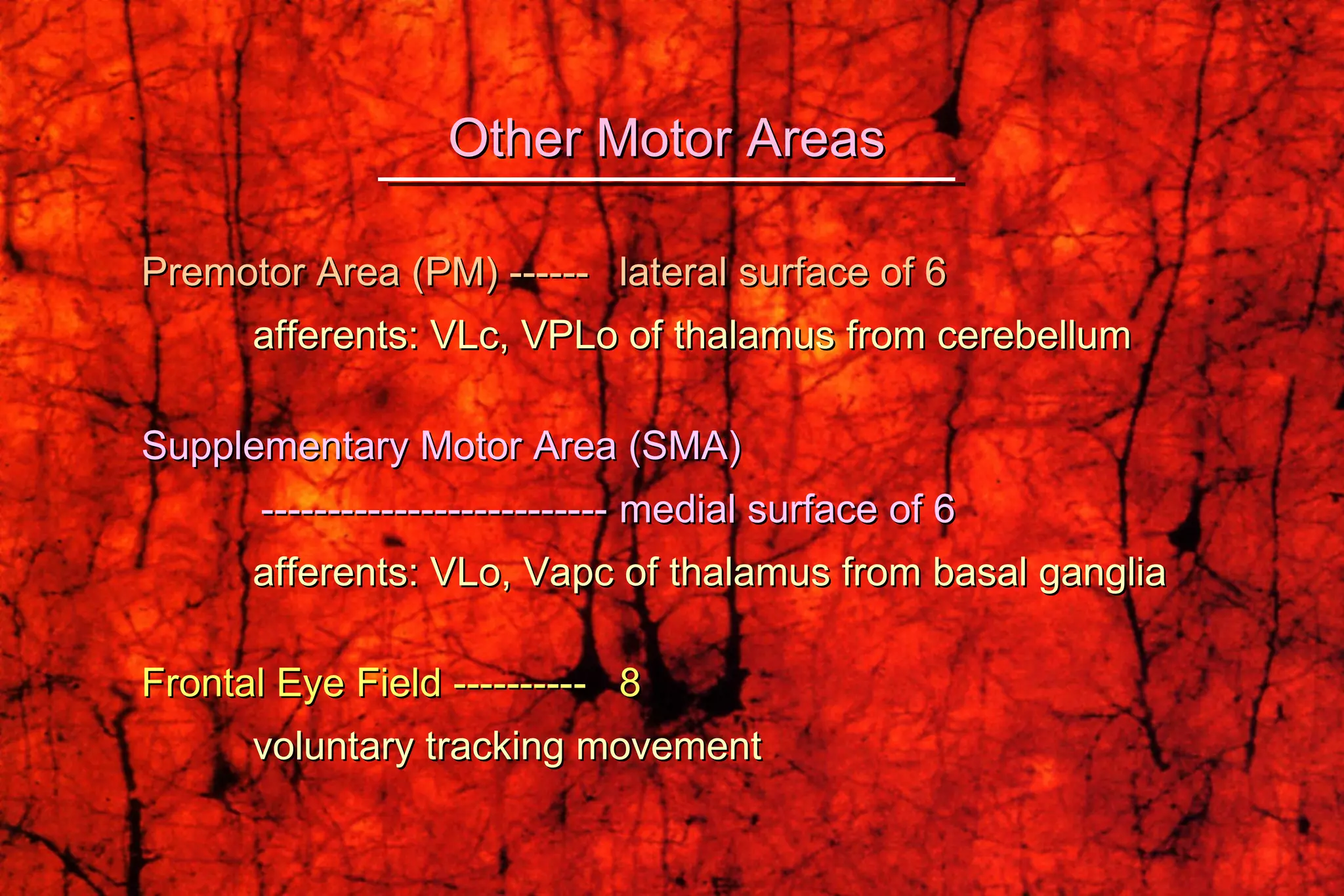 Premotor Area (PM) ------ lateral surface of 6 afferents: VLc, VPLo of thalamus from cerebellum Supplementary Motor Area (SMA)   -------------------------- medial surface of 6 afferents: VLo, Vapc of thalamus from basal ganglia Frontal Eye Field ---------- 8 voluntary tracking movement Other Motor Areas 