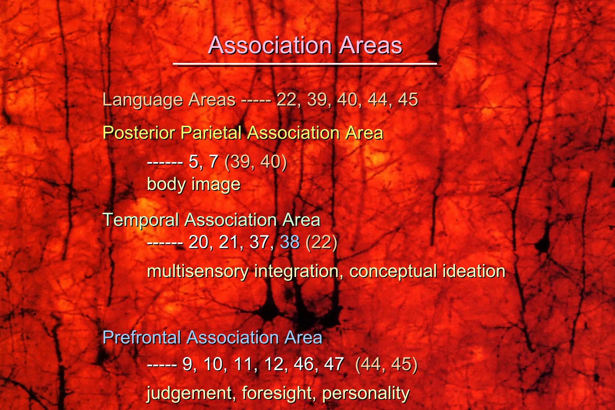 Language Areas ----- 22, 39, 40, 44, 45 Posterior Parietal Association Area   ------ 5, 7  (39, 40) body image Temporal Association Area  ------ 20, 21, 37,  38  (22) multisensory integration, conceptual ideation Prefrontal Association Area   ----- 9, 10, 11, 12, 46, 47  (44, 45) judgement, foresight, personality Association Areas 