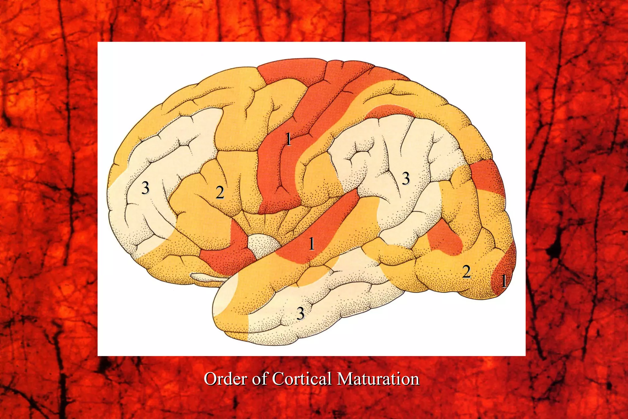 Order of Cortical Maturation 1 2 3 3 3 2 1 1 