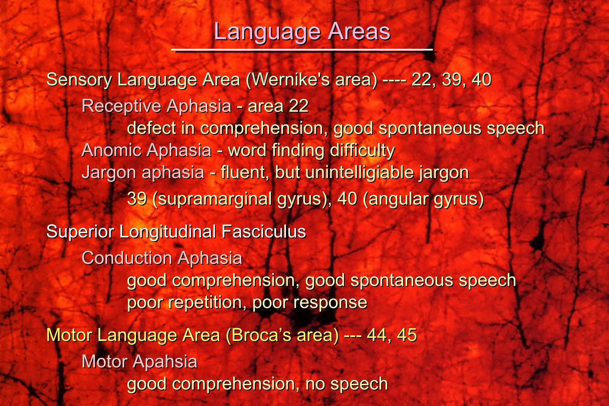 Sensory Language Area (Wernike's area) ---- 22, 39, 40 Receptive Aphasia  - area 22 defect in comprehension, good spontaneous speech Anomic Aphasia  - word finding difficulty Jargon aphasia  - fluent, but unintelligiable jargon  39 (supramarginal gyrus), 40 (angular gyrus) Superior Longitudinal Fasciculus Conduction Aphasia good comprehension, good spontaneous speech poor repetition, poor response Motor Language Area (Broca’s area) --- 44, 45 Motor Apahsia good comprehension, no speech Language Areas 