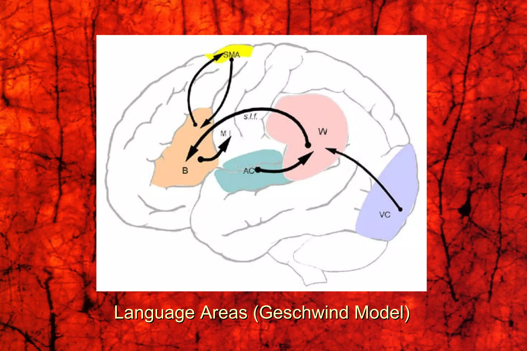 Language Areas (Geschwind Model) 