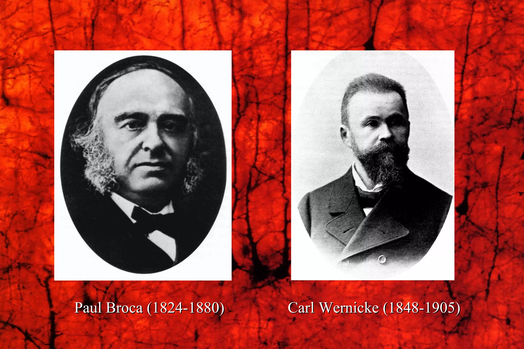 Paul Broca (1824-1880)   Carl Wernicke (1848-1905) 