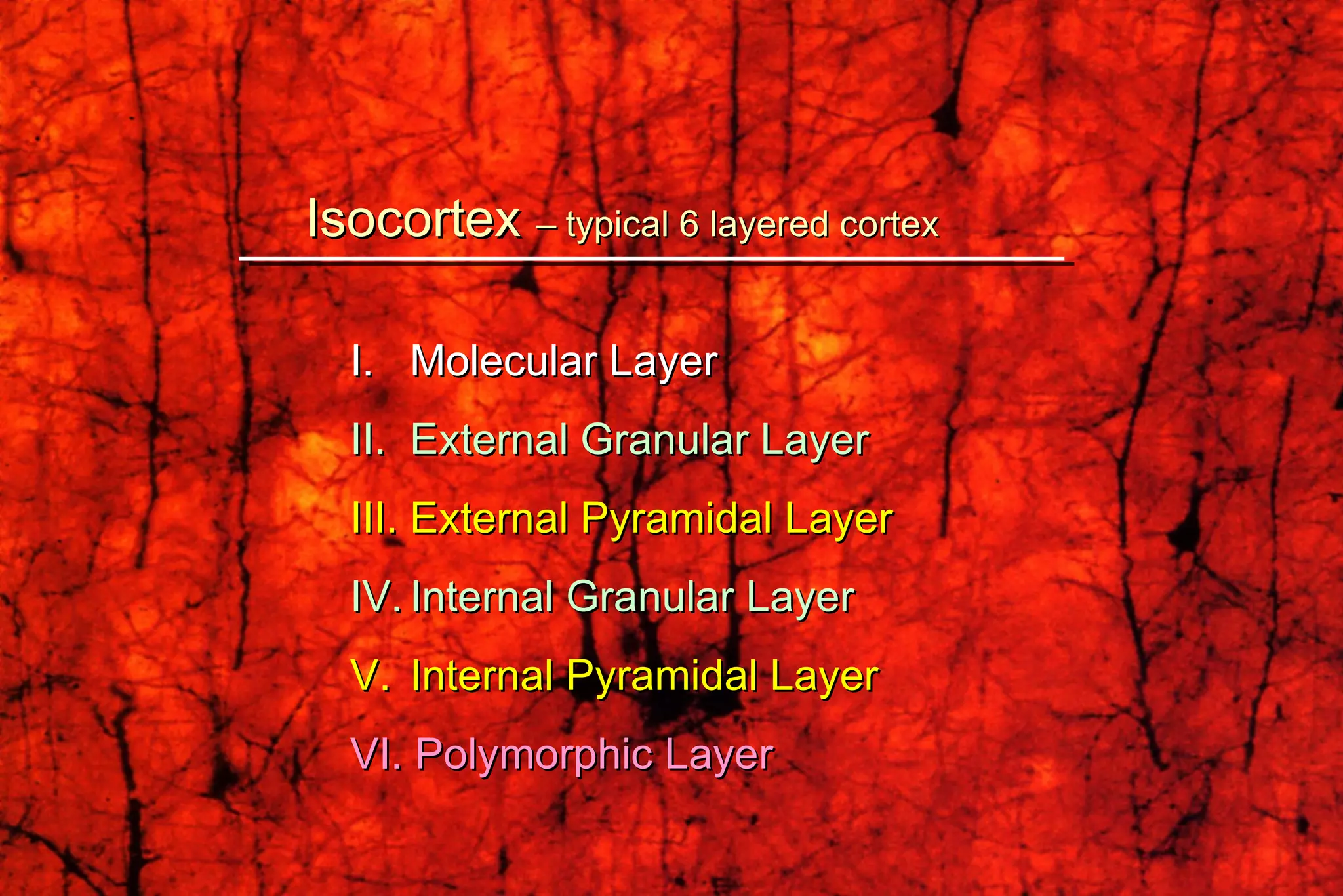 Isocortex  –   typical 6 layered cortex I.  Molecular Layer II.  External Granular Layer III. External Pyramidal Layer IV. Internal Granular Layer V.  Internal Pyramidal Layer VI. Polymorphic Layer 