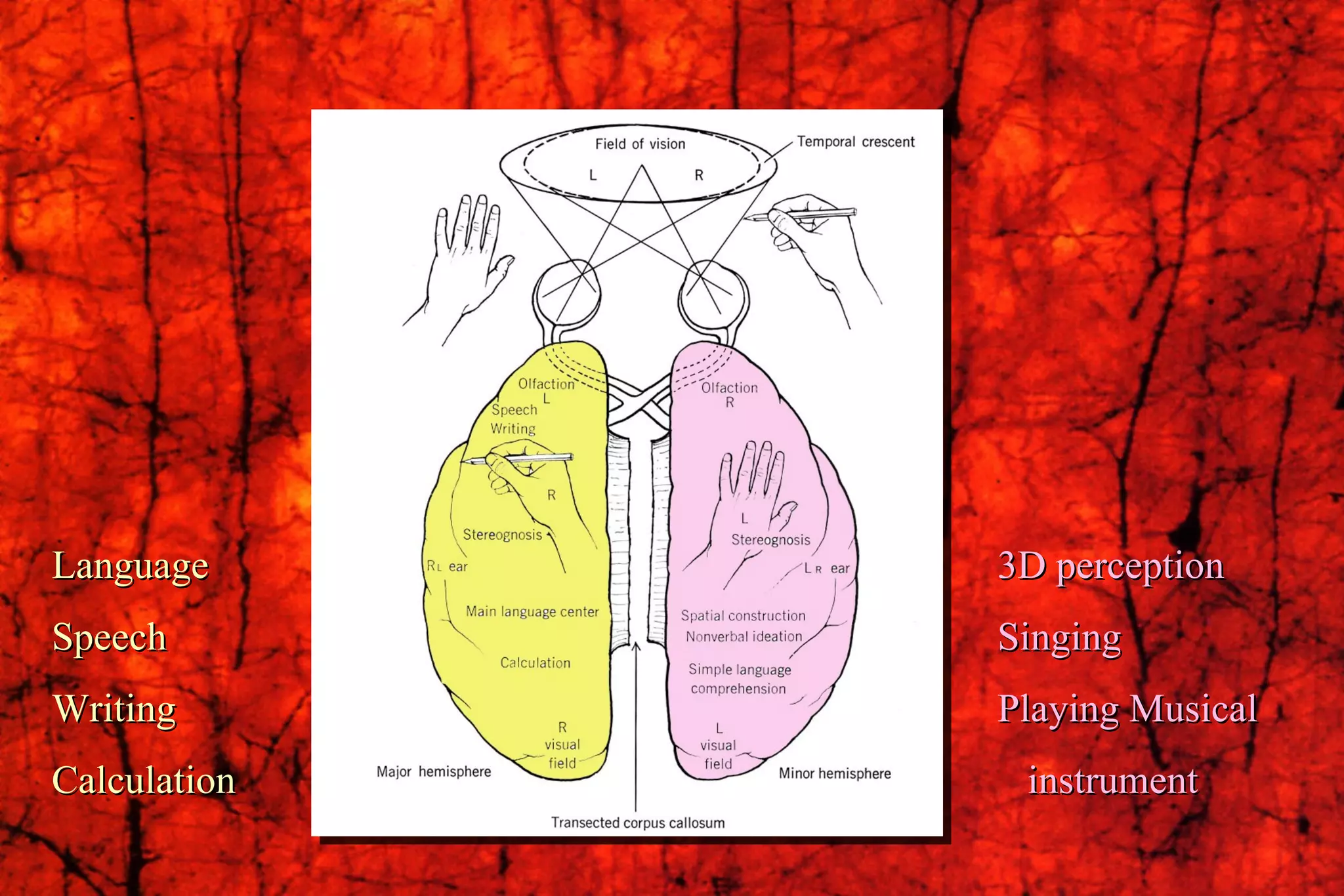 Language Speech Writing Calculation 3D perception Singing Playing Musical  instrument 