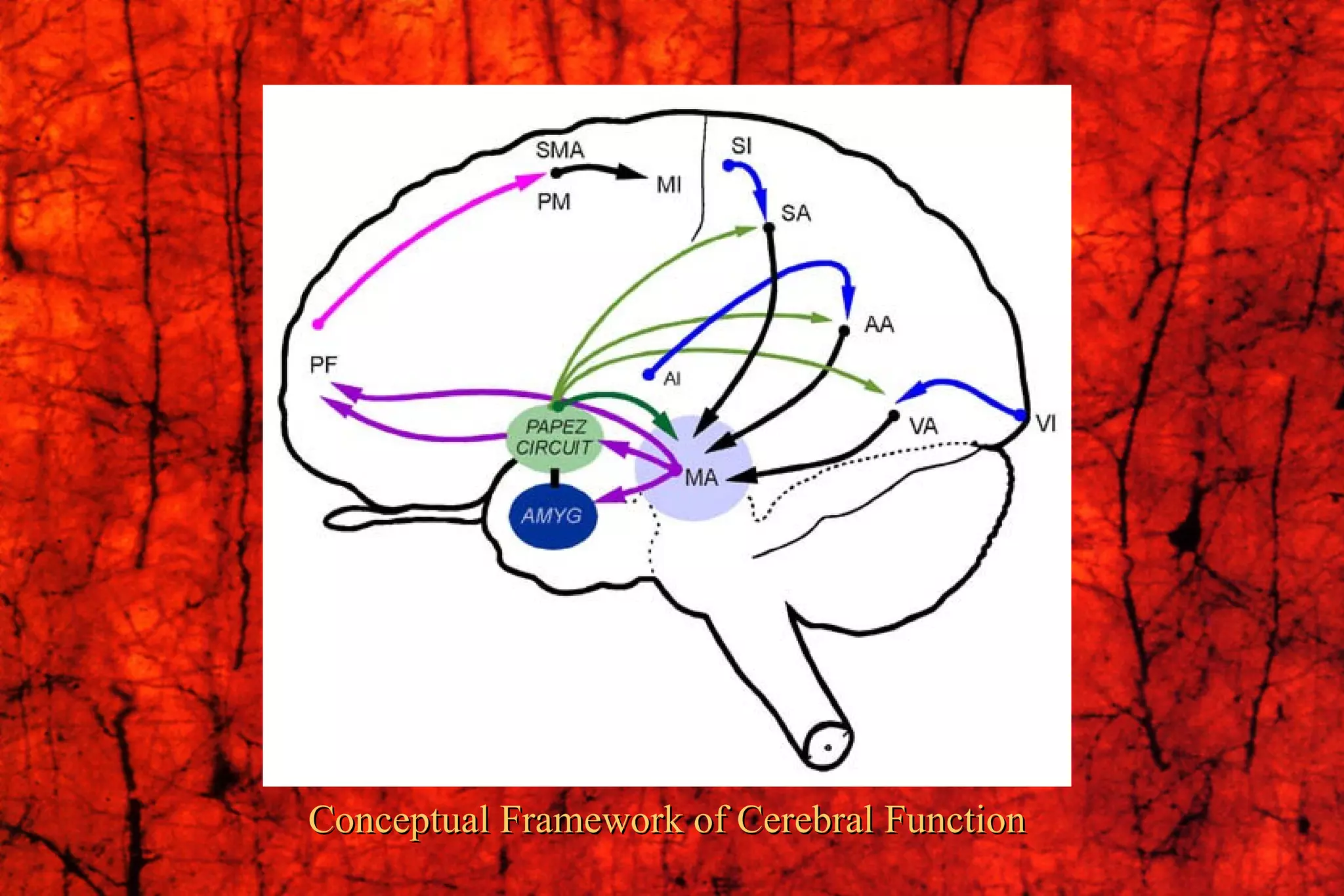 Conceptual Framework of Cerebral Function 